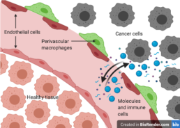 Tumor microenvironment