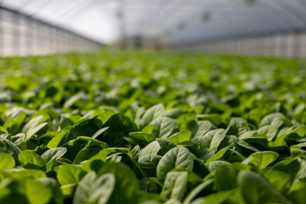 Plants in a greenhouse