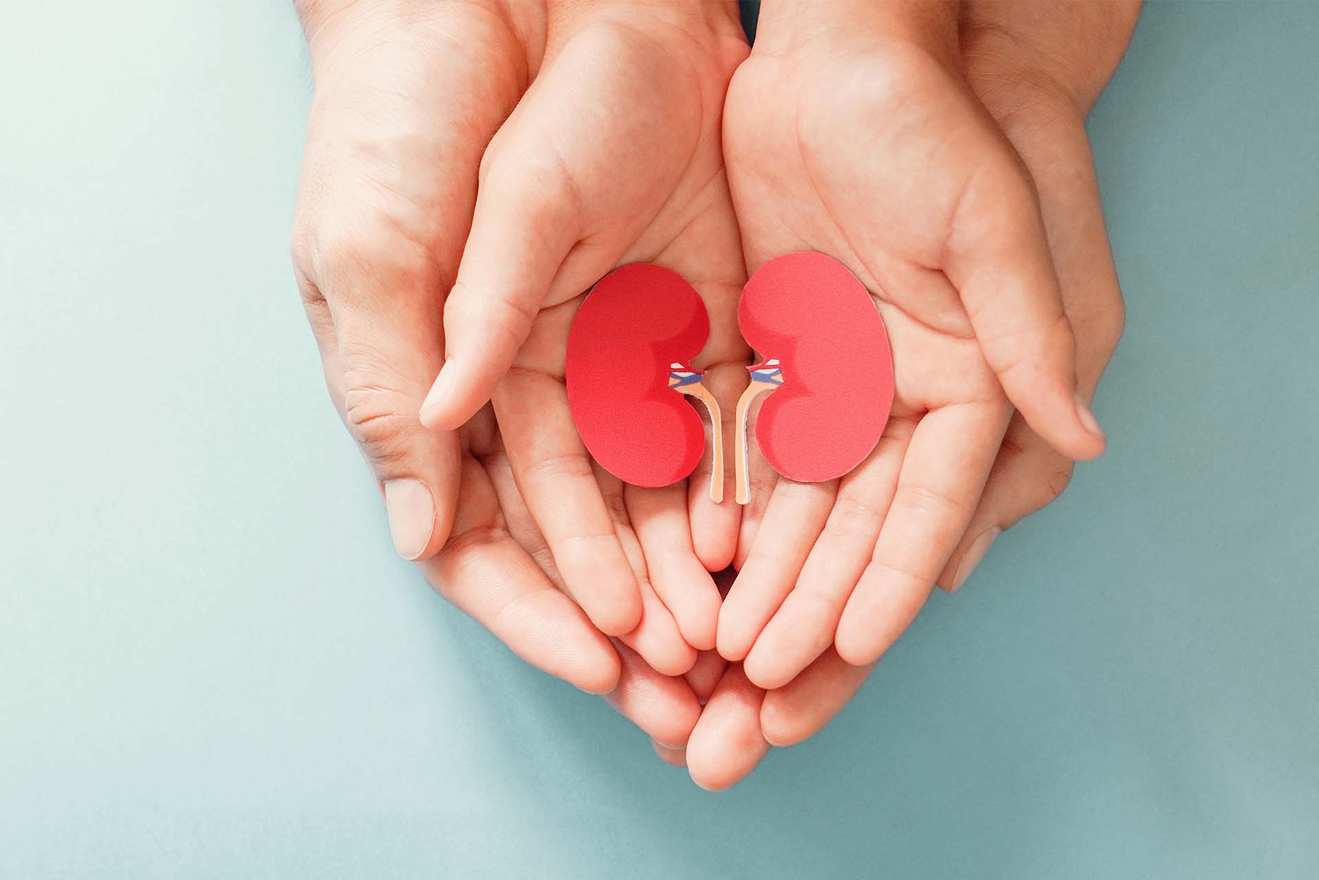 Hands holding picture of kidneys