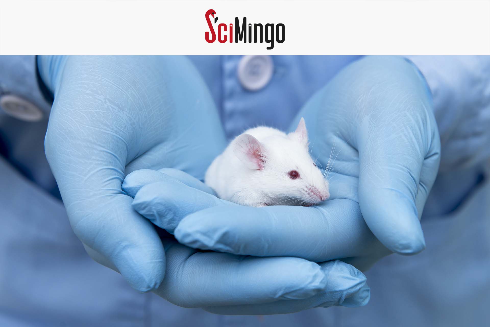 Lab mouse in gloved hands