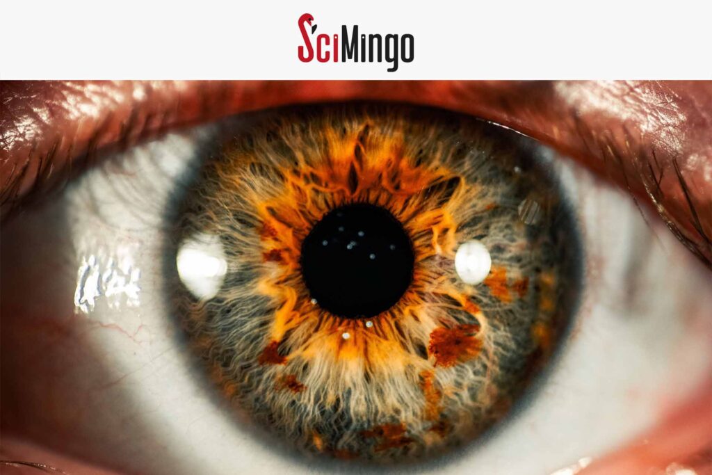 SciMingo logo with close-up of an eye