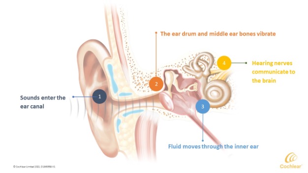 Cochlear diagram of hearing pathway