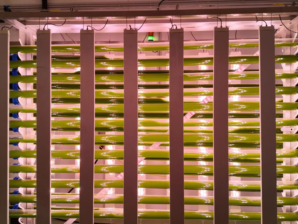 Alga-Care algae reactor