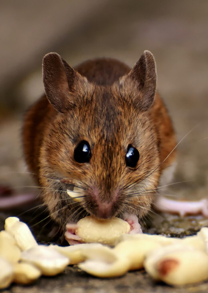 Mouse eating peanuts